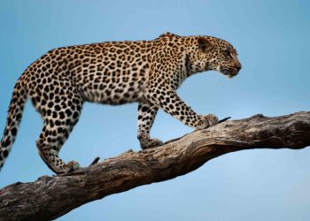 Leopard in Sgr outskirts: Teams mobilised, traps laid to capture the animal