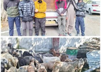 LIVESTOCK THEFT CASE SOLVED BY J&K POLICE DISTRICT GANDERBAL; 06 ACCUSED PERSONS ARRESTED; STOLEN LIVESTOCK (SHEEP/GOATS) WORTH LACS RECOVERED.