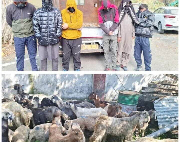 LIVESTOCK THEFT CASE SOLVED BY J&K POLICE DISTRICT GANDERBAL; 06 ACCUSED PERSONS ARRESTED; STOLEN LIVESTOCK (SHEEP/GOATS) WORTH LACS RECOVERED.