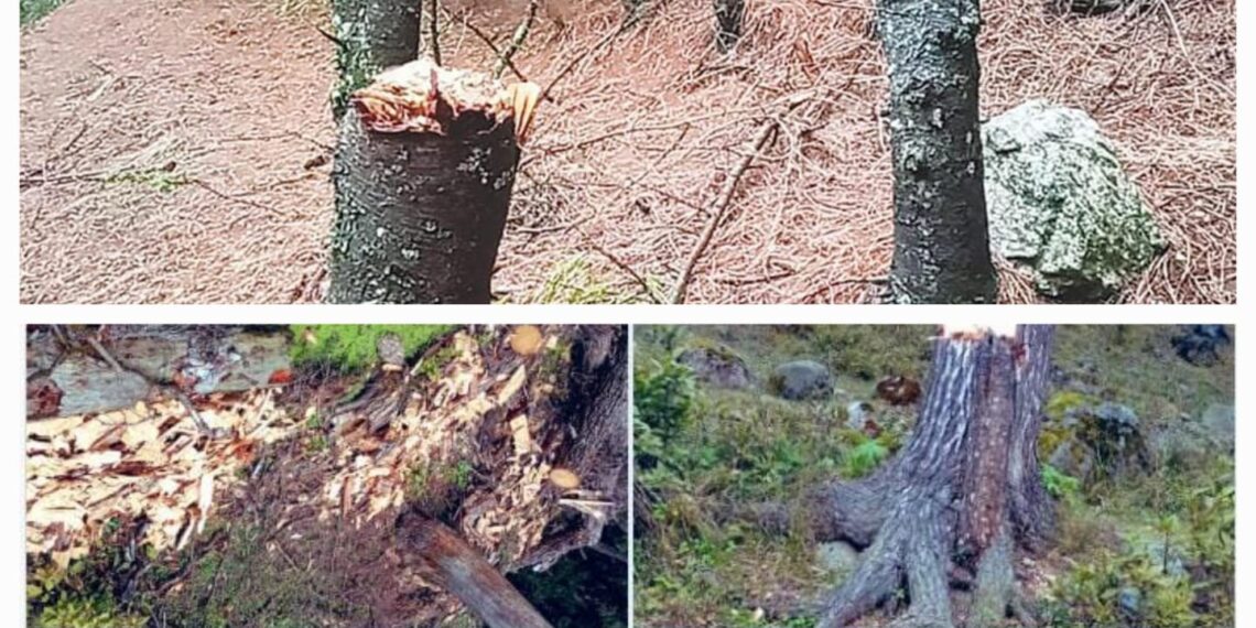 بے تحاشا جنگل کٹاؤ: محکمہ جنگلات کا فیلڈ اسٹاف اور اسمگلروں کی ملی بھگت