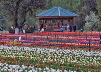 Srinagar’s Iconic Tulip Garden opens to public