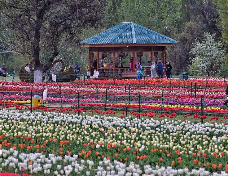 Srinagar’s Iconic Tulip Garden opens to public