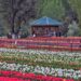 Srinagar’s Iconic Tulip Garden opens to public
