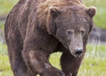 Woman Among 2 Injured in Separate Bear Attacks in Anantnag