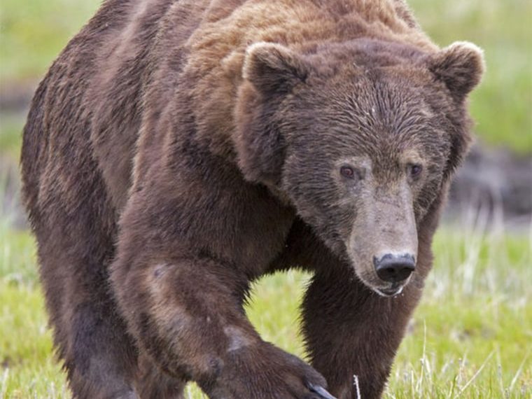 Woman Among 2 Injured in Separate Bear Attacks in Anantnag