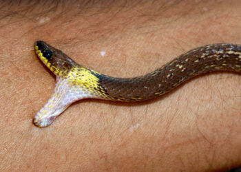 Snake bite leaves boy injured in Srinagar’s uptown