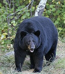 Man Injured in Black Bear Attack in Kishtwar