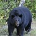 Man Injured in Black Bear Attack in Kishtwar