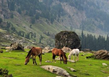 وادی کشمیر میں باغبانی شعبے کو وسعت دینے کی ضرورت