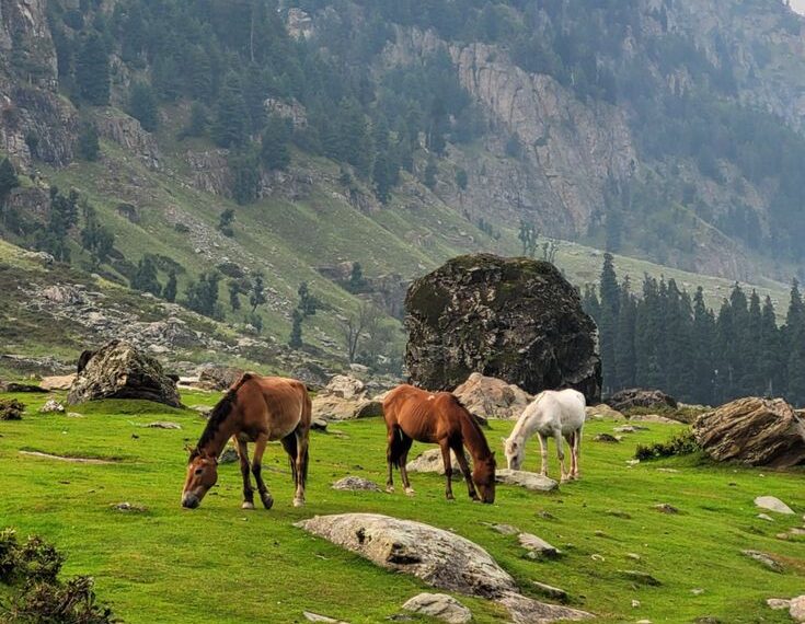 وادی کشمیر میں باغبانی شعبے کو وسعت دینے کی ضرورت