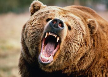 Two injured after attacked by bear in Ladhoo Pampore