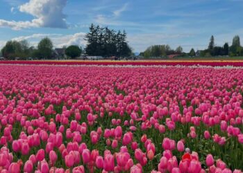 Srinagar tulip garden to be closed Tomorrow after welcoming 4.25 lakh visitors this season