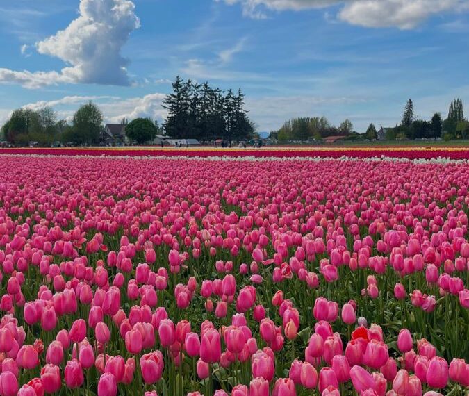 Srinagar tulip garden to be closed Tomorrow after welcoming 4.25 lakh visitors this season