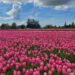 Srinagar tulip garden to be closed Tomorrow after welcoming 4.25 lakh visitors this season