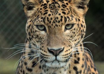Leopard mauls a minor girl to death in Budgam