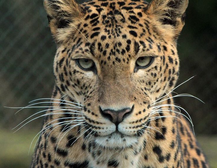 Leopard mauls a minor girl to death in Budgam