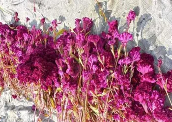 Cockscomb plantation gains renewed attention from farmers in Kashmir