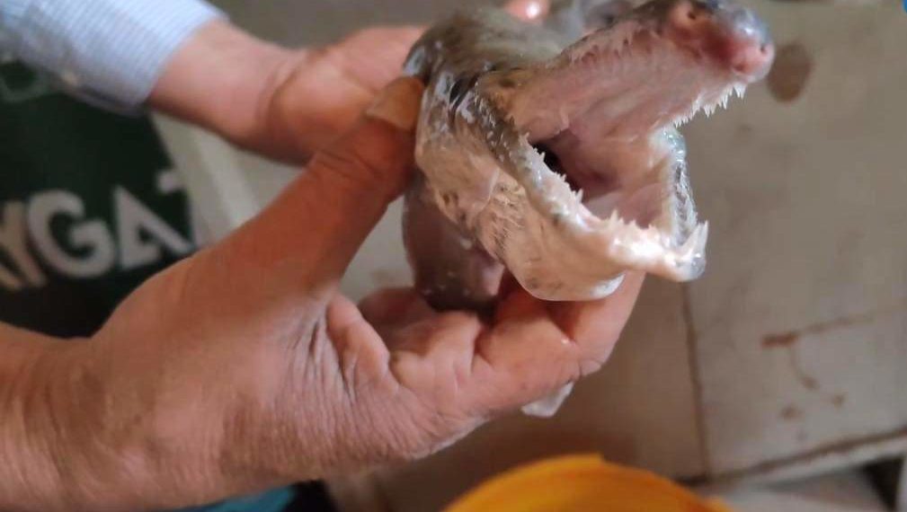 In a first, ‘Alligator Gar’ fish found in Dal Lake