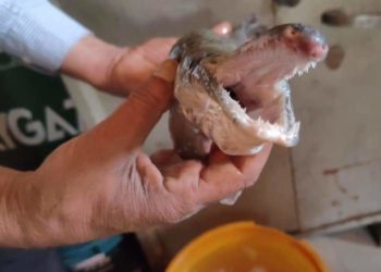 In a first, ‘Alligator Gar’ fish found in Dal Lake