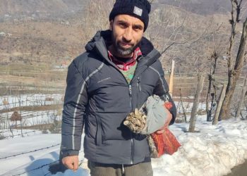 Another leopard cub captured in Ganderbal