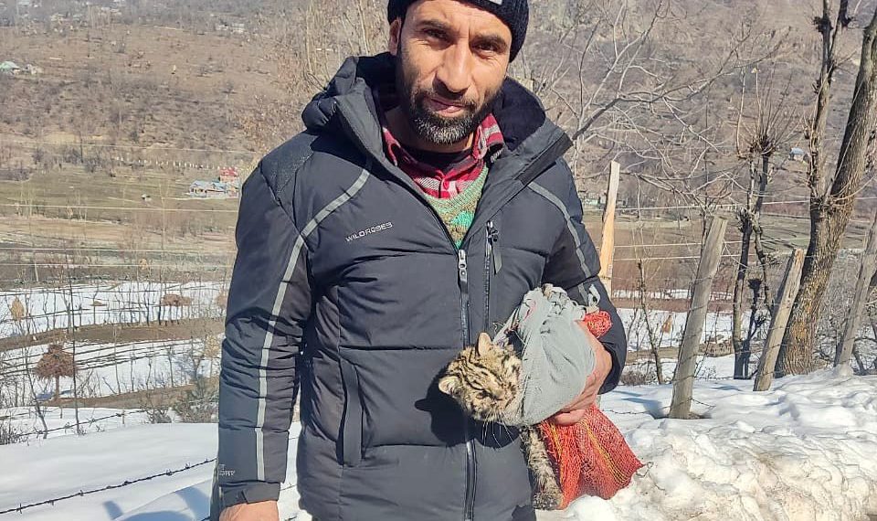 Another leopard cub captured in Ganderbal