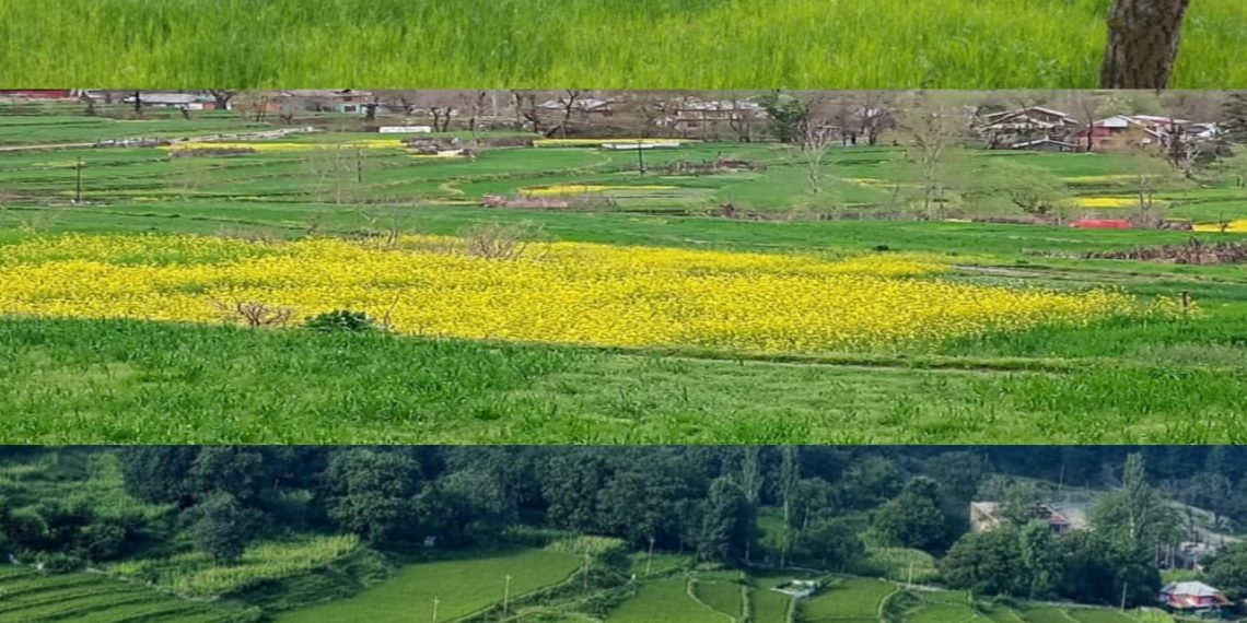 کسان منافع حاصل کرے گے، کرناہ اب دوہری فصل کا رخ کرے گا۔