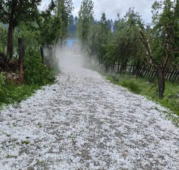 Hailstorm Wreaks Havoc to Orchards, Crops Across North Kashmir