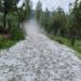 Hailstorm Wreaks Havoc to Orchards, Crops Across North Kashmir