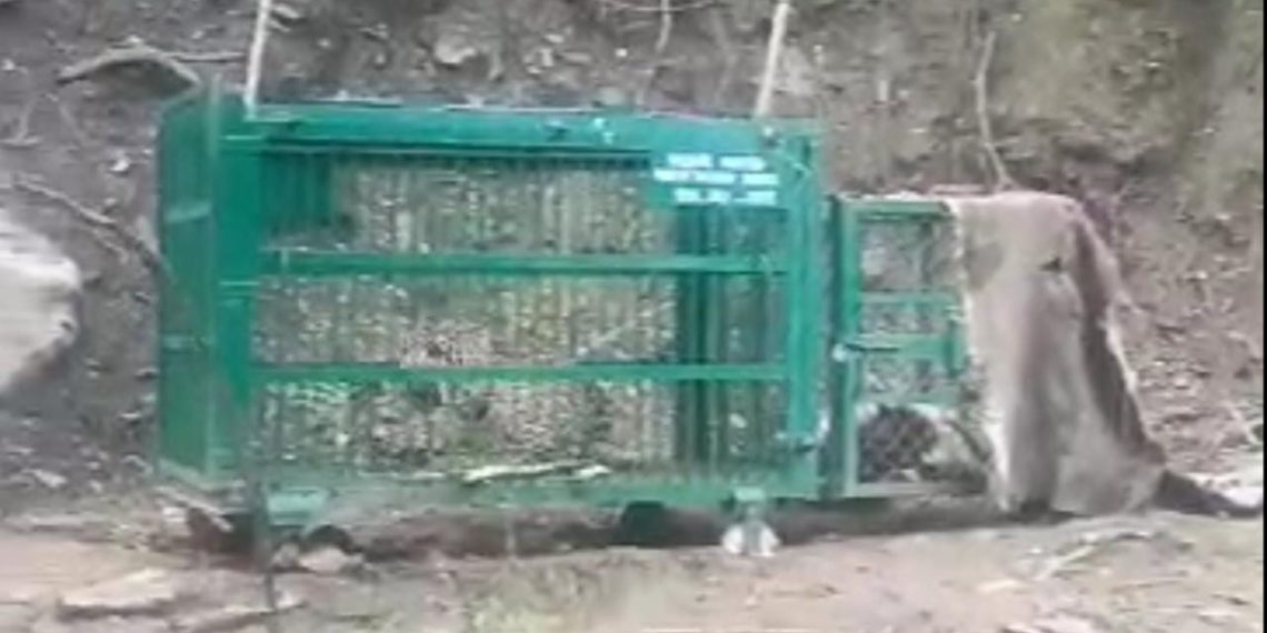 Leapord caught alive in Bijhama Boniyar