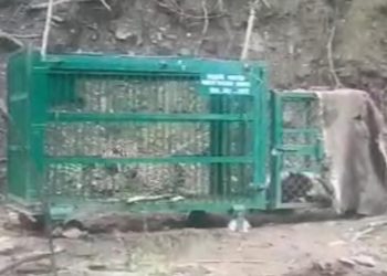 Leapord caught alive in Bijhama Boniyar