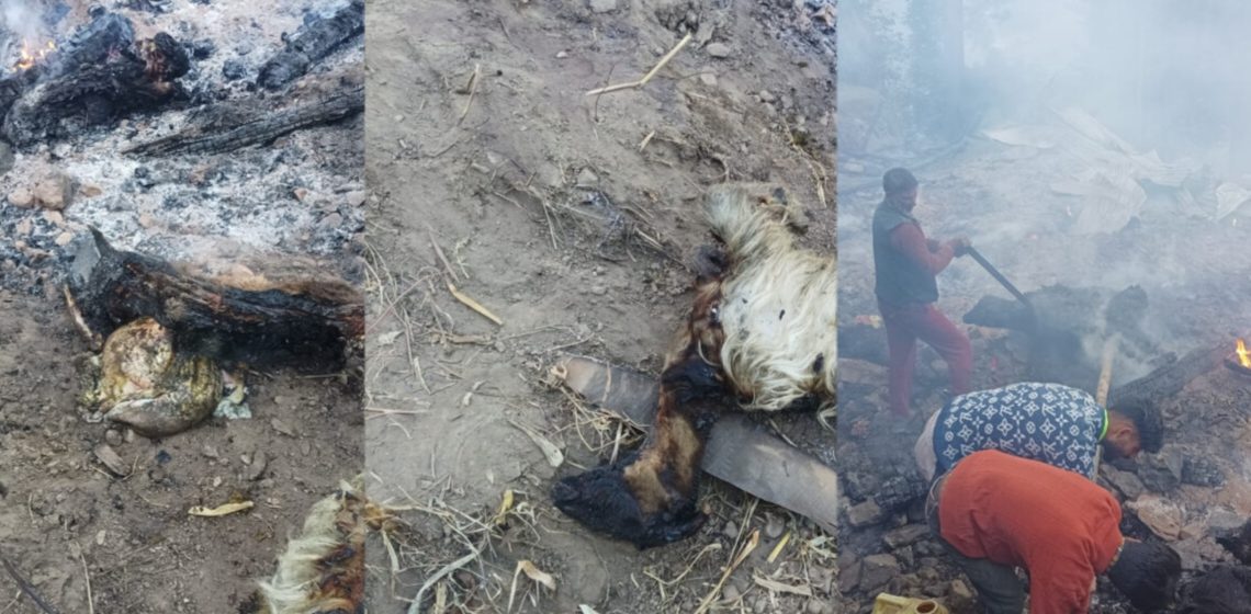 3 Cow’s and 60 sheeps burn’s in overnight  blaze in Kishtiwar