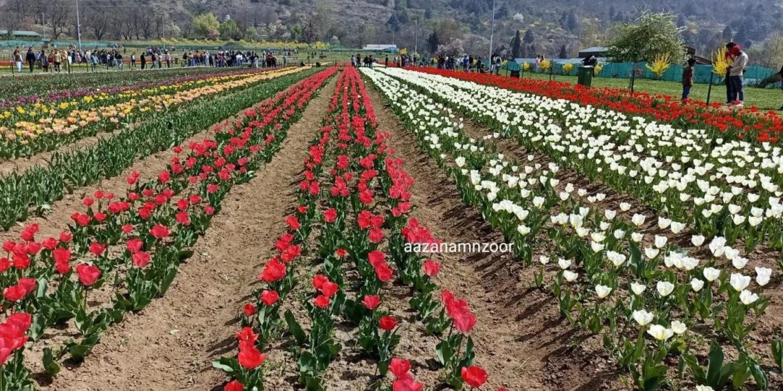 Tulip Garden gets UK award for being Asia’s largest garden