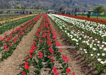 Tulip Garden gets UK award for being Asia’s largest garden