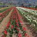Tulip Garden gets UK award for being Asia’s largest garden