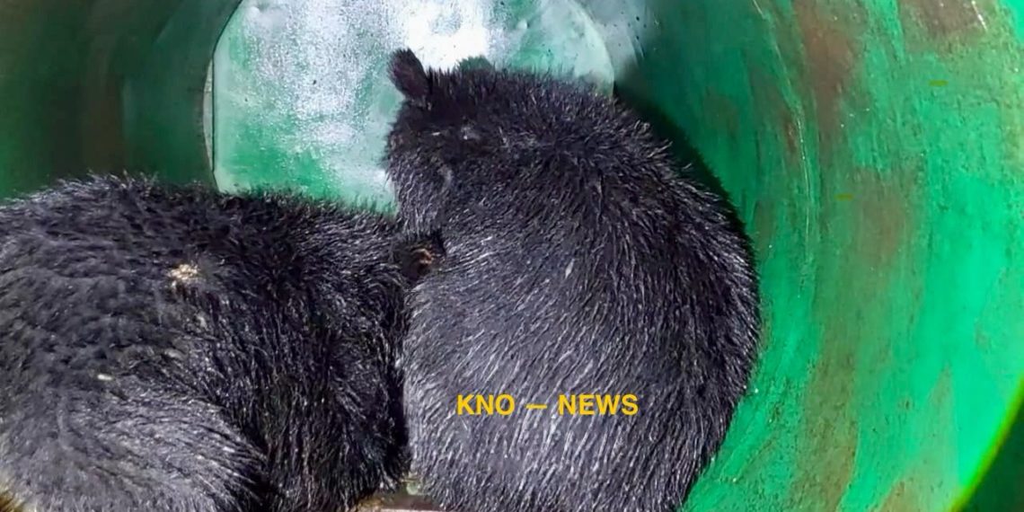 Bear, 2 cubs captured in Ganderbal, shifted at Dachigam