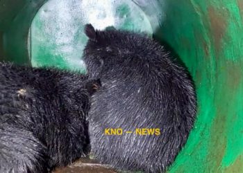 Bear, 2 cubs captured in Ganderbal, shifted at Dachigam