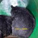 Bear, 2 cubs captured in Ganderbal, shifted at Dachigam