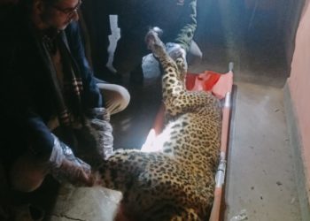 Leopard found dead in Budgam village