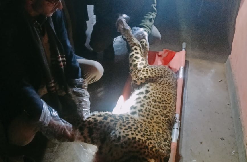 Leopard found dead in Budgam village