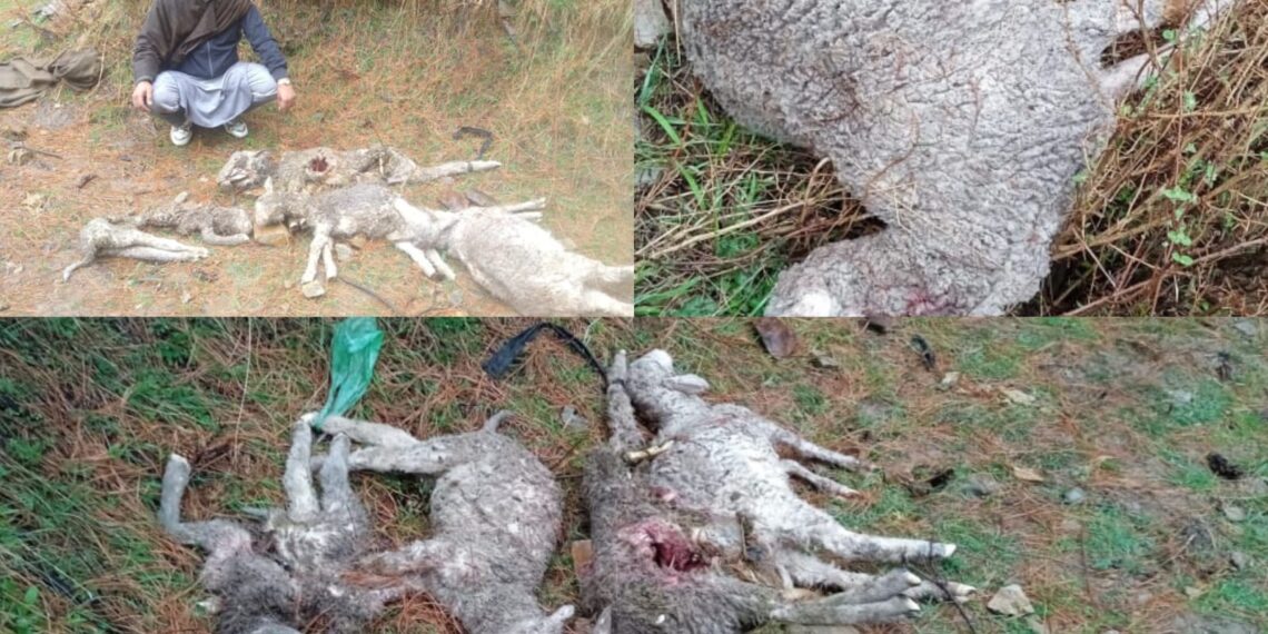 کرناہ میں آوارہ کتے کا حملہ، بھیڑوں کی جانیں، چرواہا پریشان