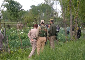 Police destroys poppy cultivation in Budgam
