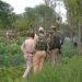 Police destroys poppy cultivation in Budgam