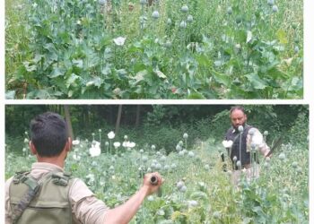 Awantipora Police Destroyed Poppy Cultivation ;  FIR against illegal cultivators Registered