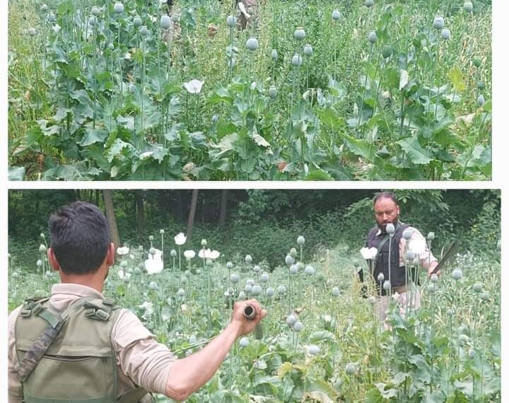 Awantipora Police Destroyed Poppy Cultivation ;  FIR against illegal cultivators Registered