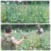 Awantipora Police Destroyed Poppy Cultivation ;  FIR against illegal cultivators Registered