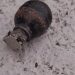 Live grenade on terrace of govt building sparks fear in Poonch, defused