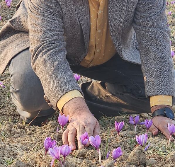 Director Agriculture visits Saffron areas of Pampore