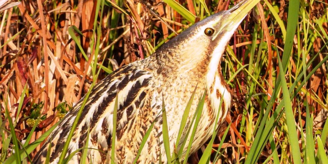 Arrival of Migratory Birds at Wular Lake: Sighting of Rare Bird