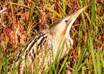 Arrival of Migratory Birds at Wular Lake: Sighting of Rare Bird