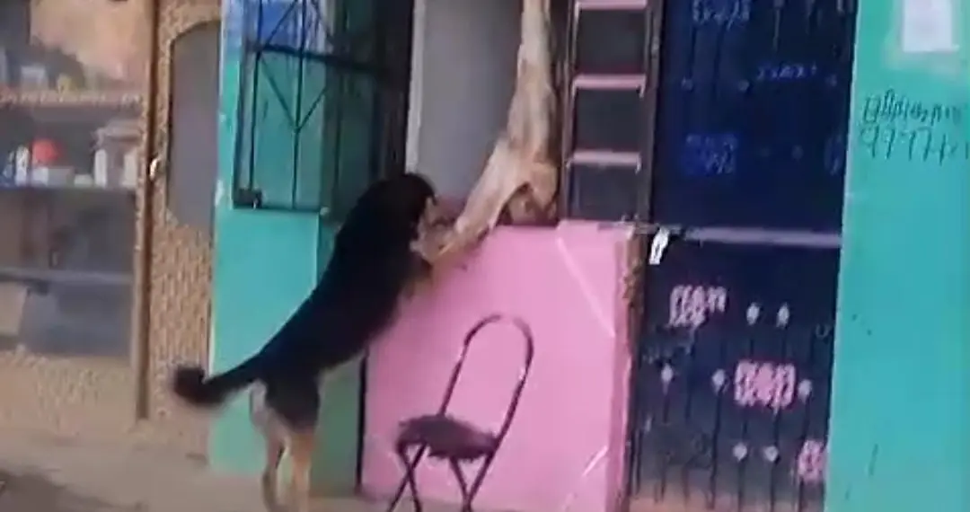 Admin Seals Meat Shop in Kulgam After Viral Video Shows Dog Eating Meat